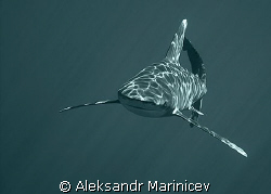 Longimanus(Oceanic white-tip shark), Elfinstone reef by Aleksandr Marinicev 
